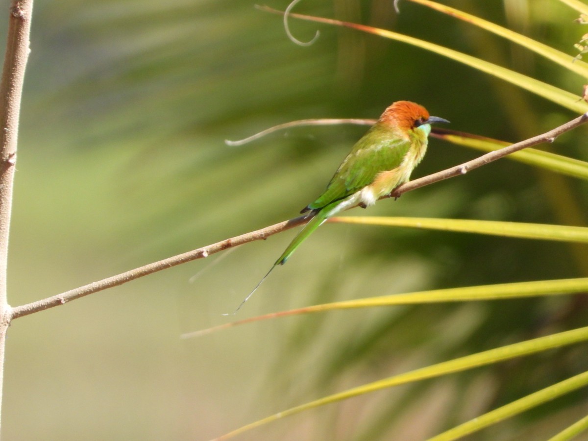 Asian Green Bee-eater - Sunisa Saisangchan