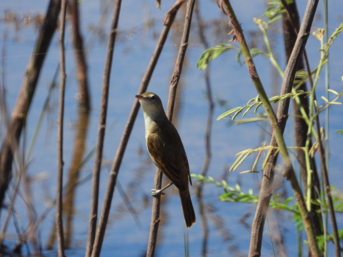 Oriental Reed Warbler - Sunisa Saisangchan