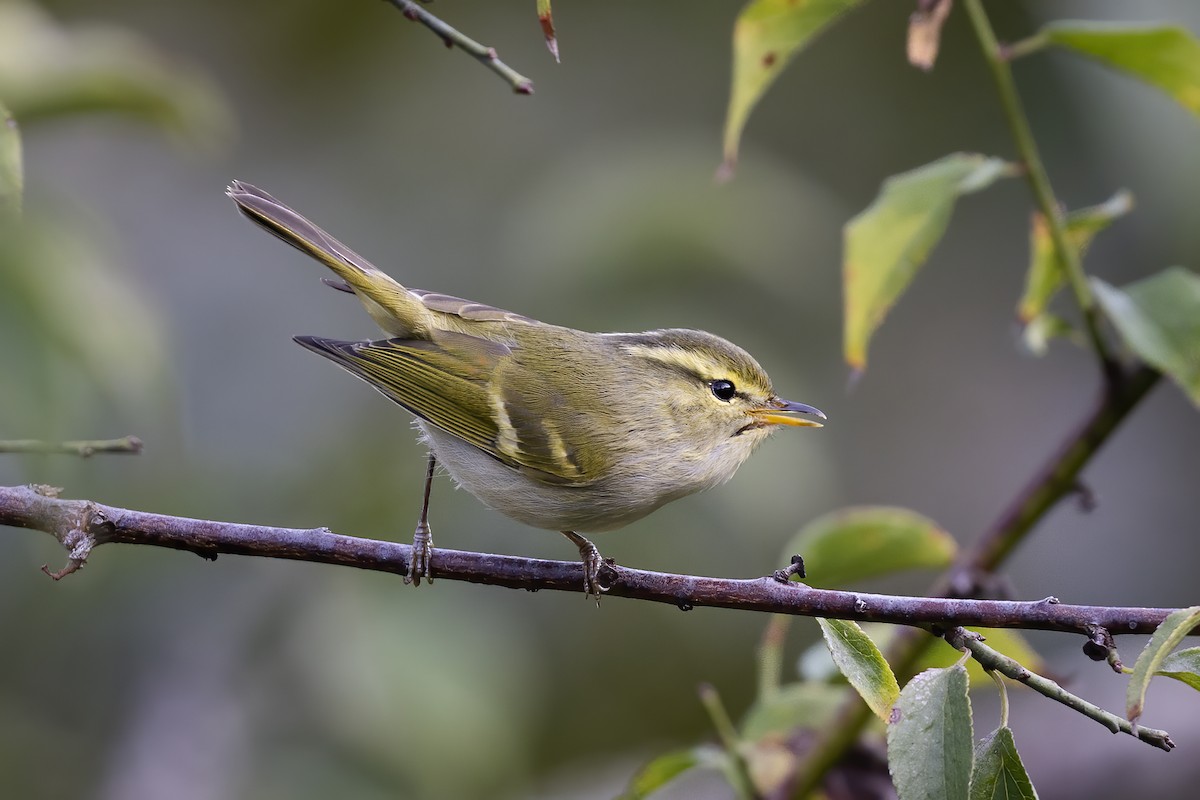 Davison's Leaf Warbler - Wei Yan