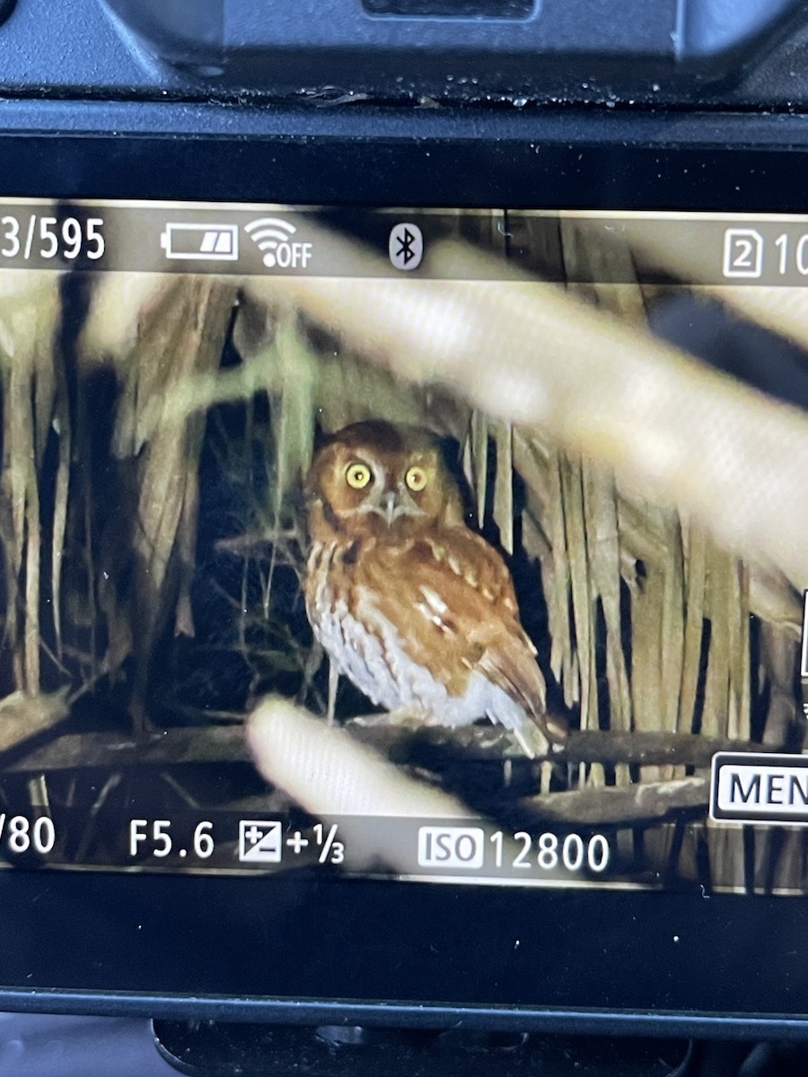 Eastern Screech-Owl - ML612979679