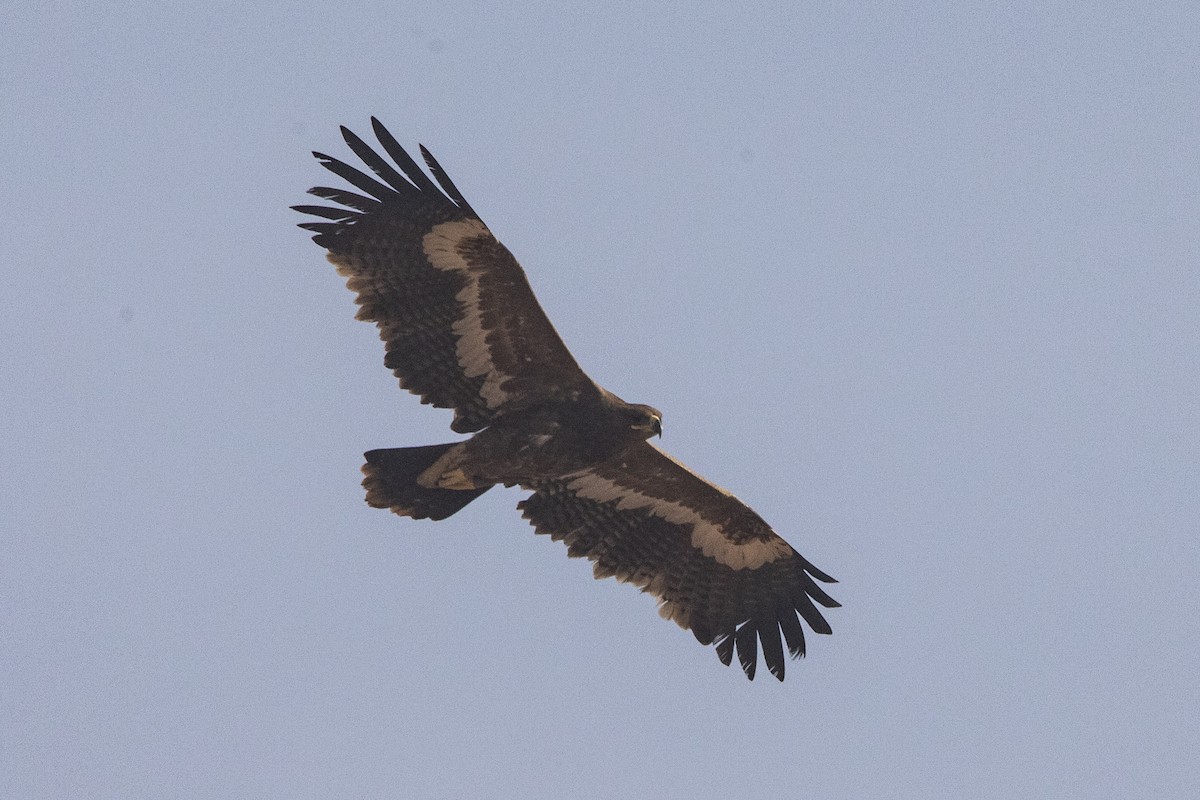 Steppe Eagle - ML612979684