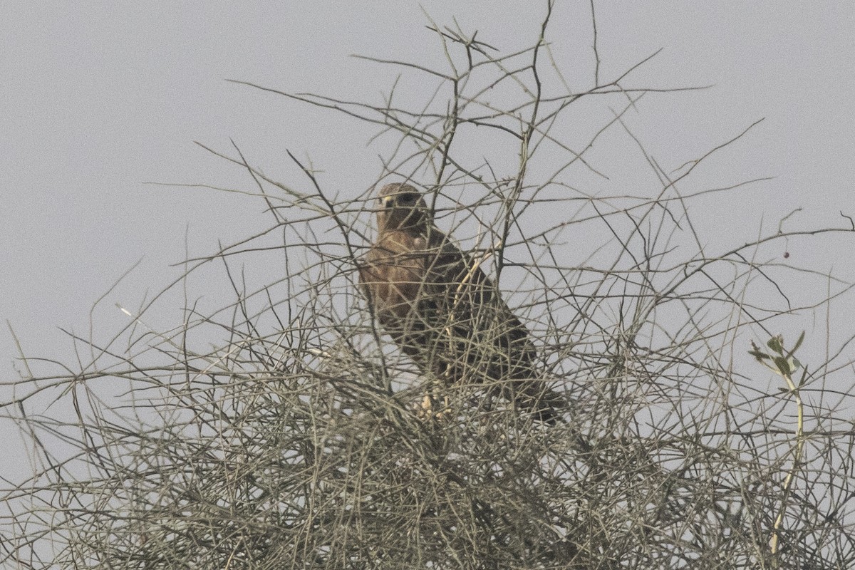 Long-legged Buzzard - ML612979708