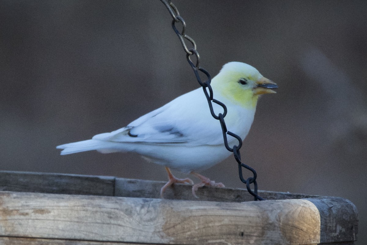 American Goldfinch - ML612979744