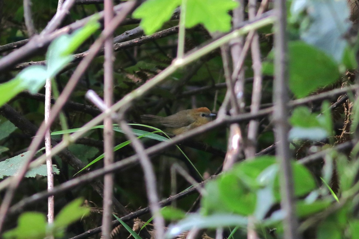 Buff-chested Babbler - Jonathan Pap