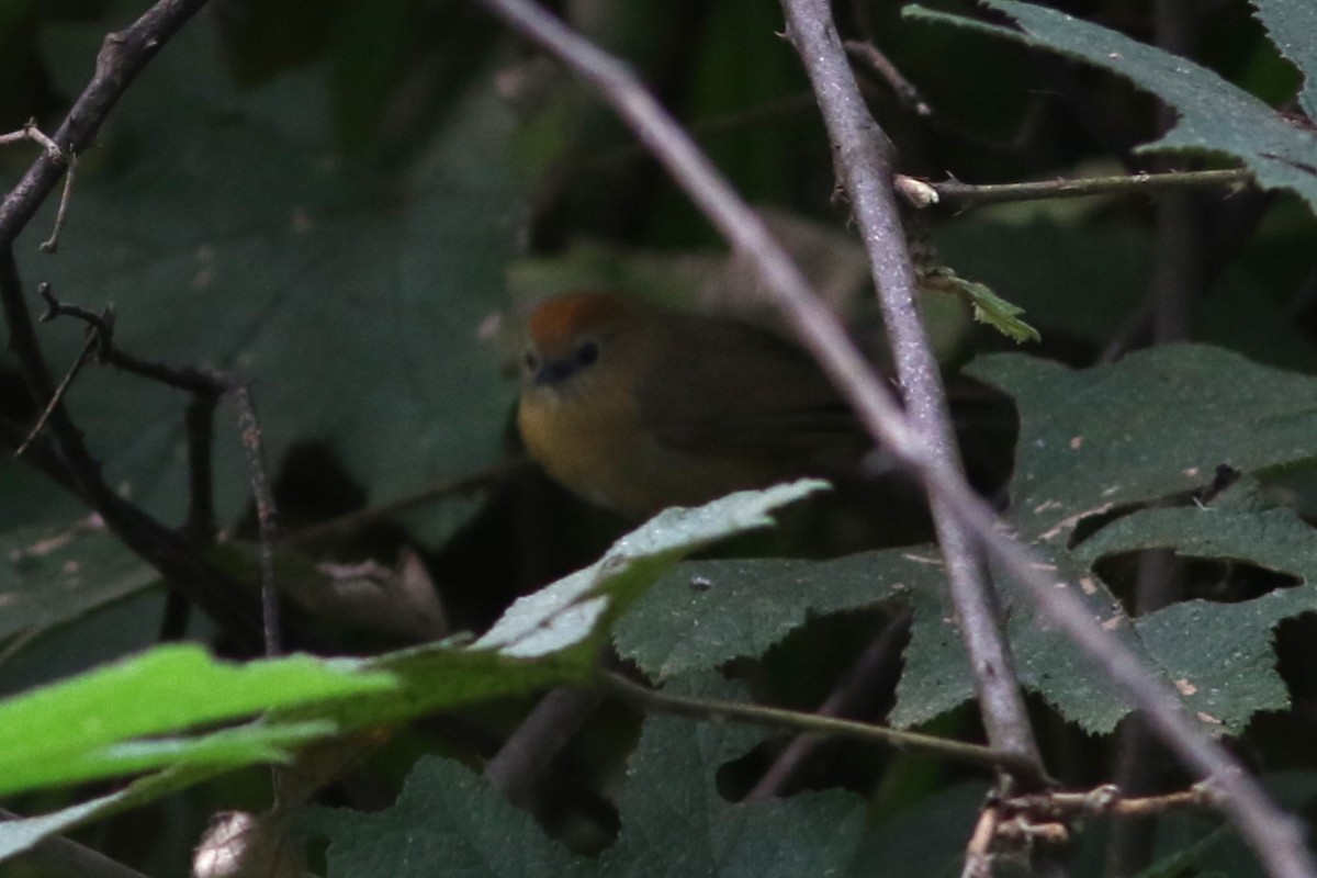 Buff-chested Babbler - Jonathan Pap