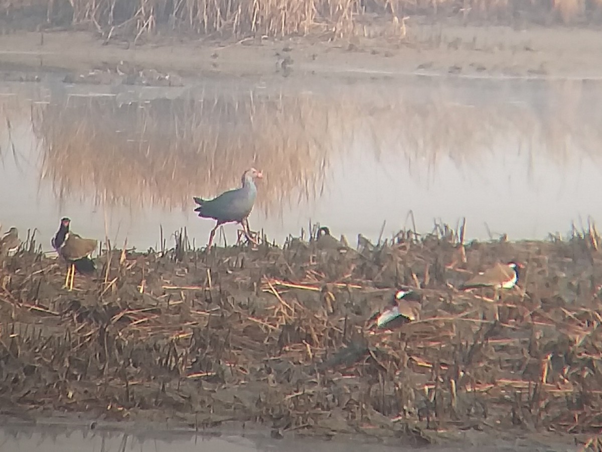 Gray-headed Swamphen - ML612979837