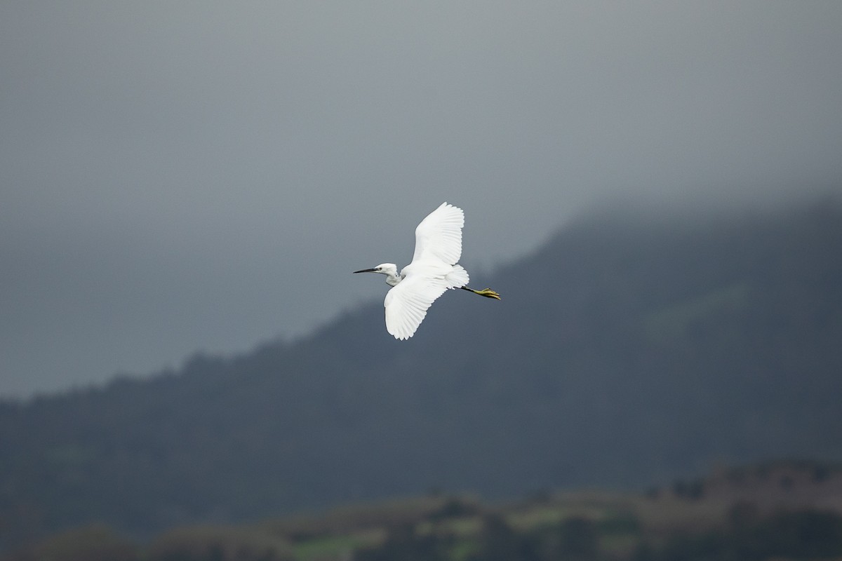 Little Egret - Francisco Garcia