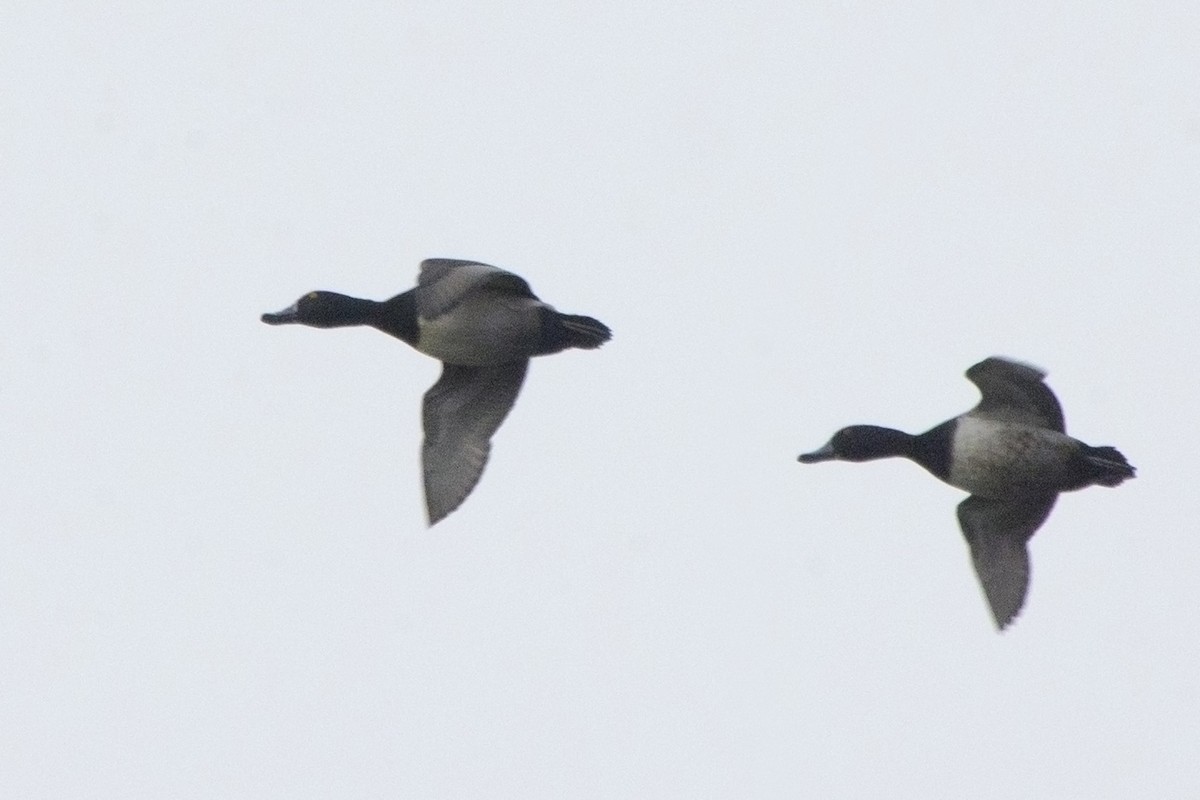 Ring-necked Duck - ML612979994