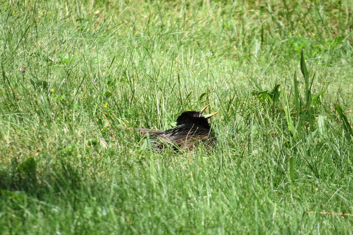 European Starling - ML61298001