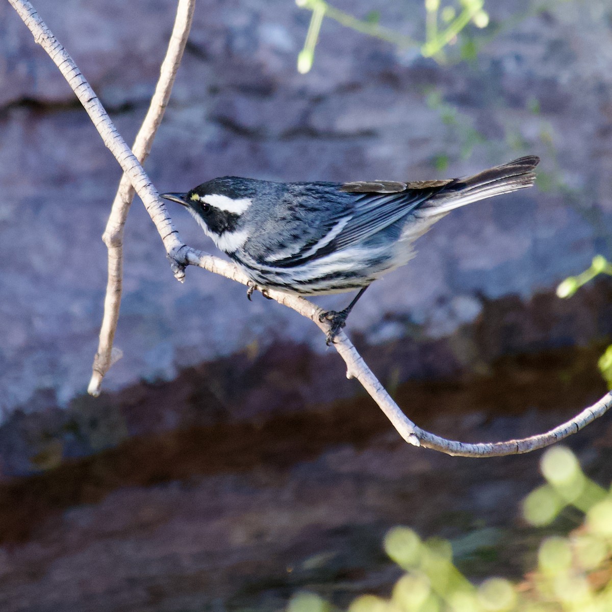 Black-throated Gray Warbler - Steven Furino