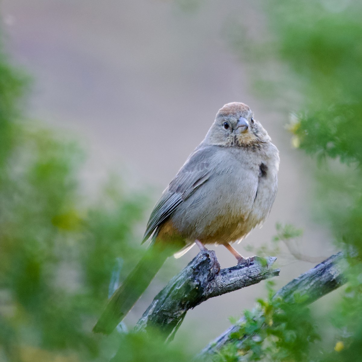 Canyon Towhee - Steven Furino