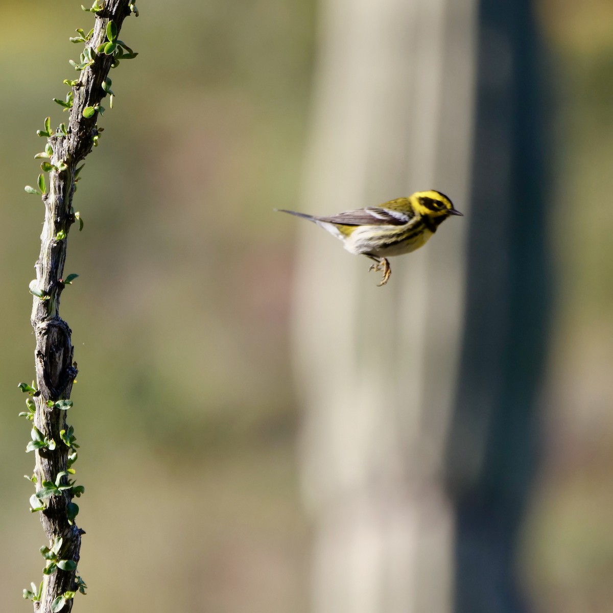 Townsend's Warbler - Steven Furino