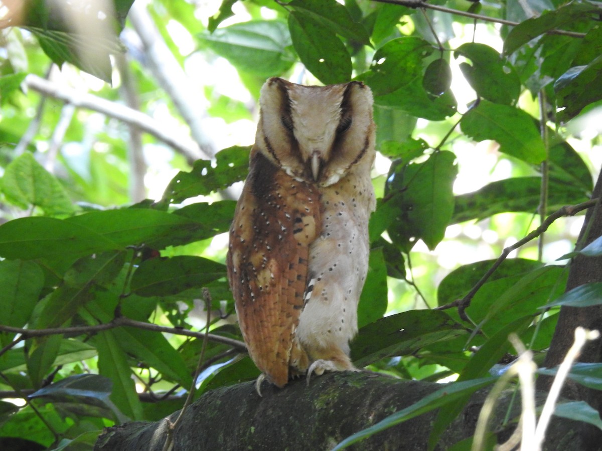 Sri Lanka Bay-Owl - ML612980121