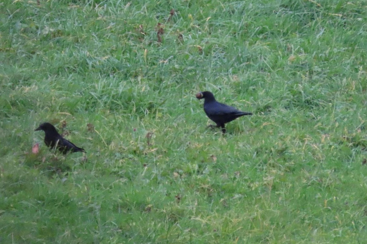 Carrion Crow - ML612980124