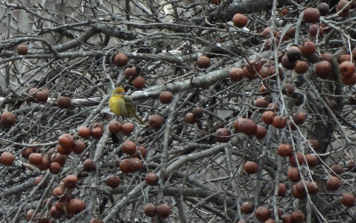 Hepatic Tanager - ML612980198