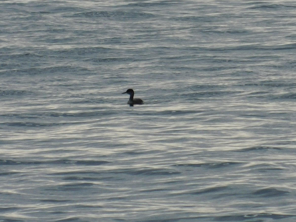 Red-necked Grebe - Noah Henkenius