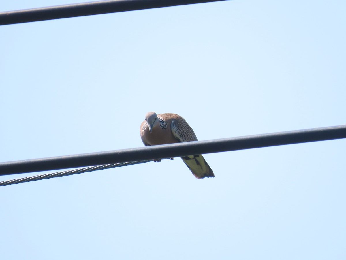 Spotted Dove - ML612980307