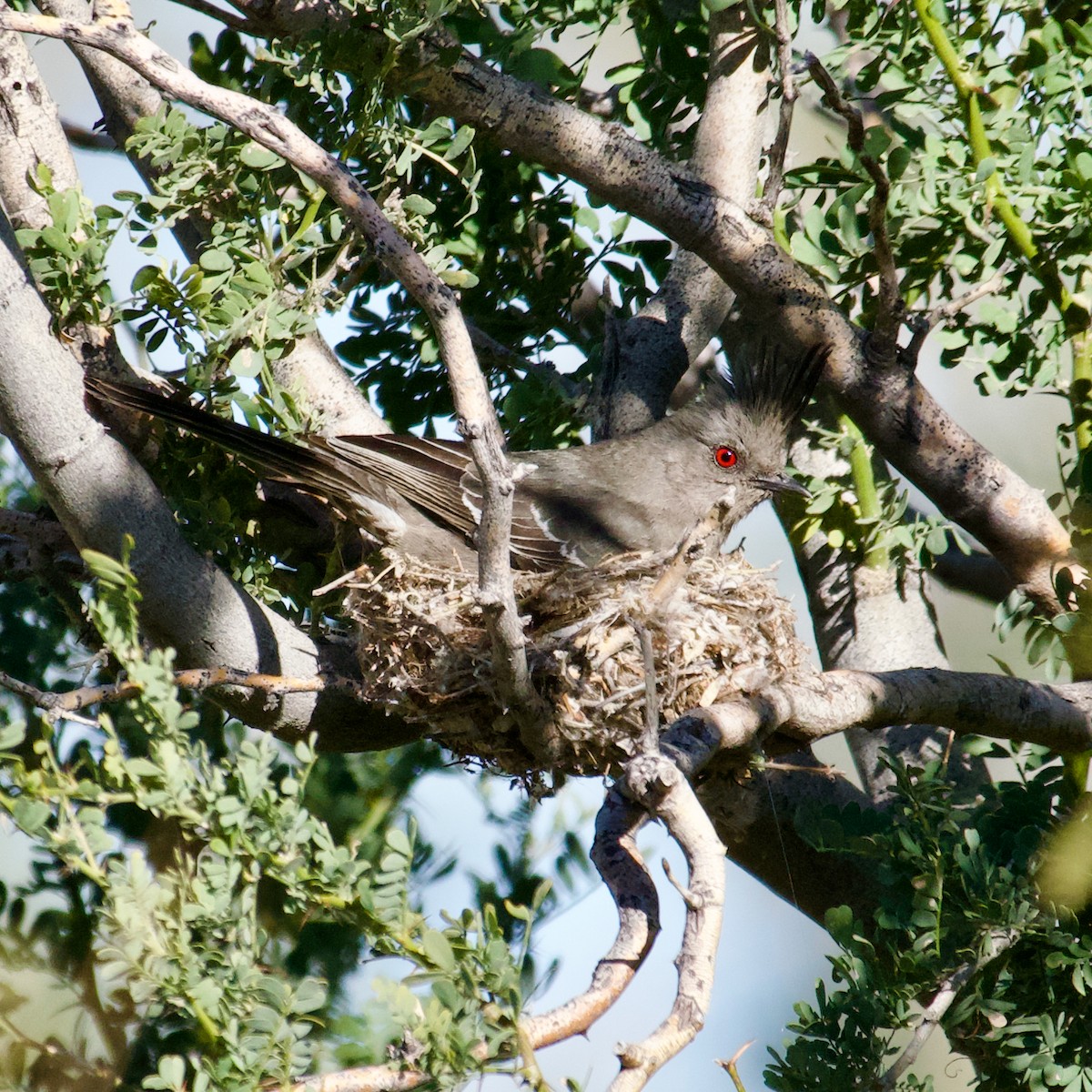 Phainopepla - Steven Furino