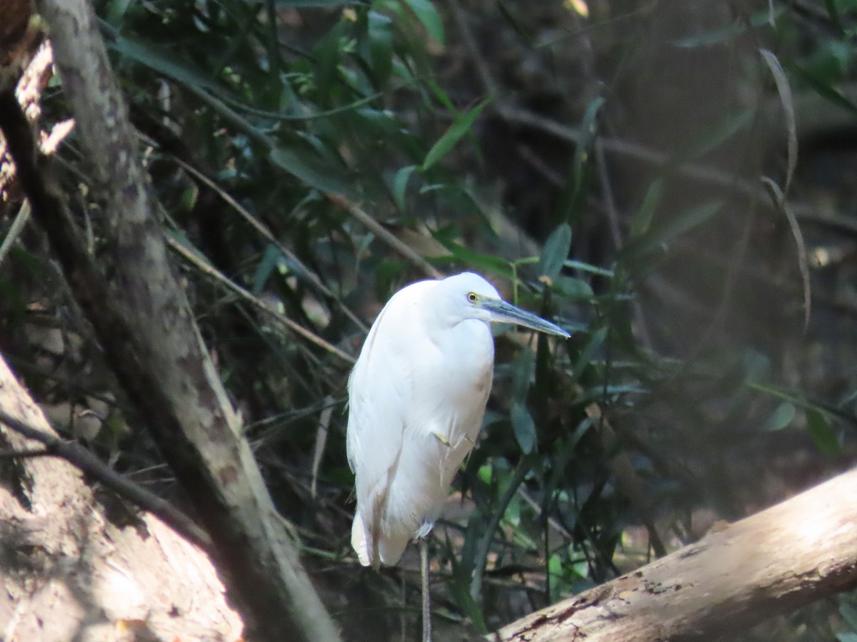 Little Egret - ML612980337