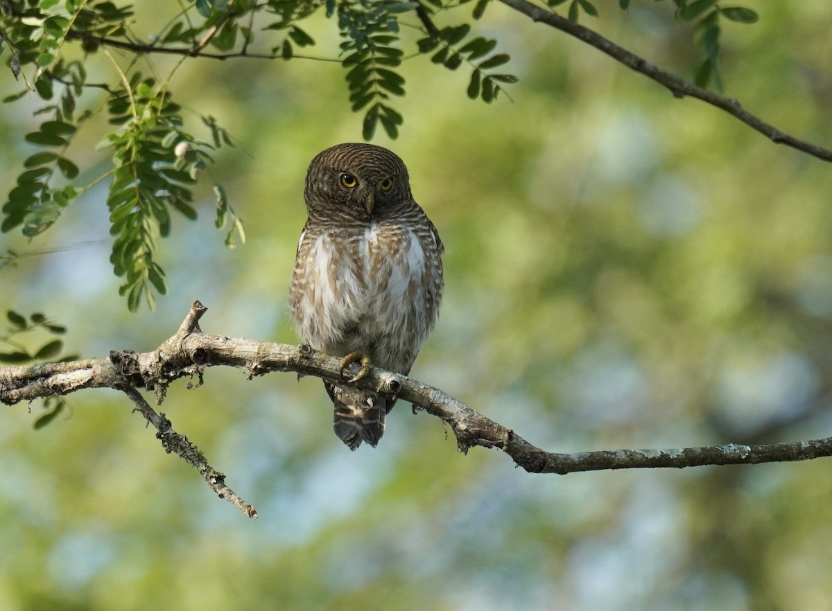 Asian Barred Owlet - Nathanael Poffley