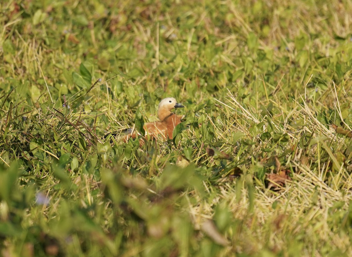 Ruddy Shelduck - ML612980543