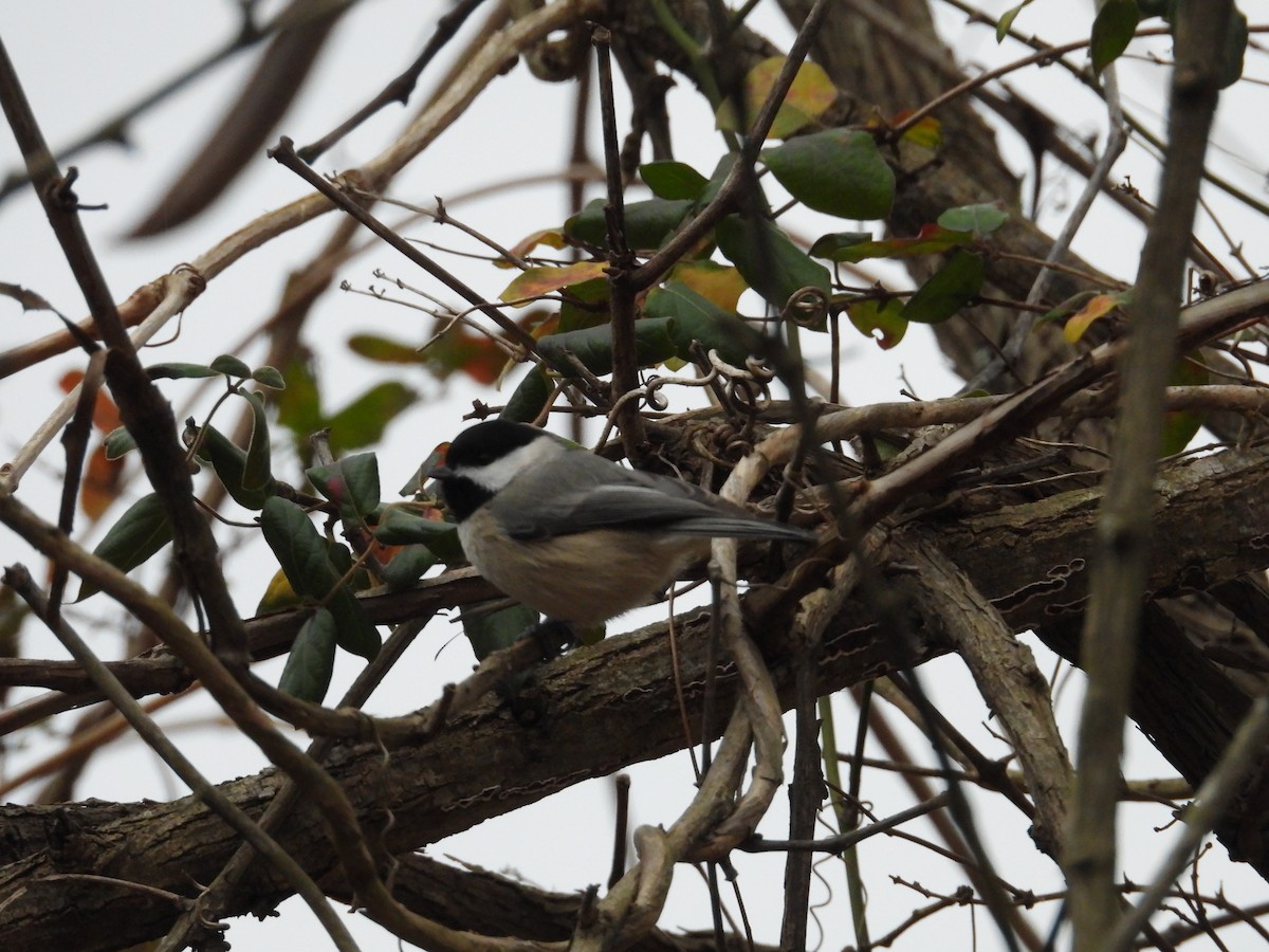 Carolina Chickadee - ML612980563