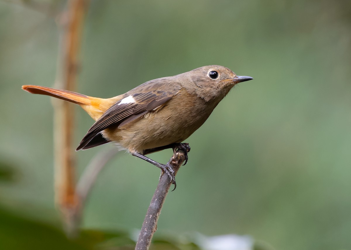 Daurian Redstart - Ayuwat Jearwattanakanok