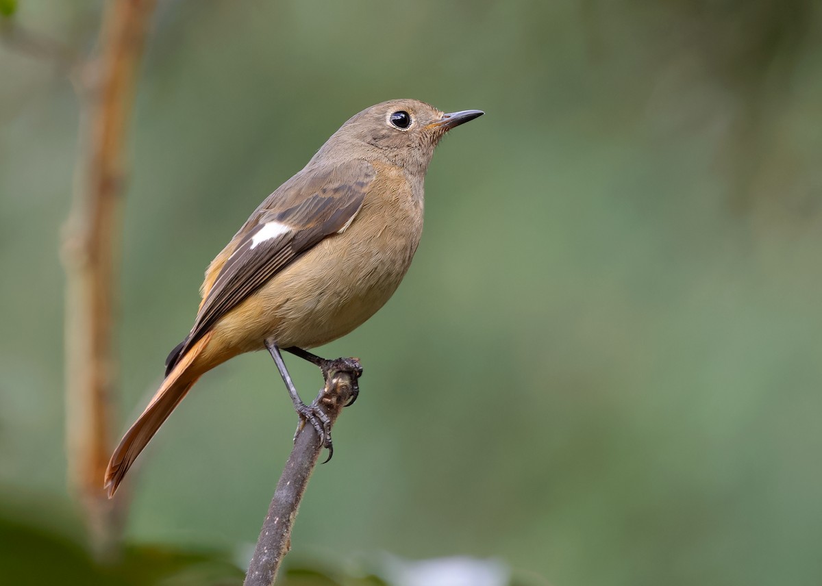 Daurian Redstart - Ayuwat Jearwattanakanok