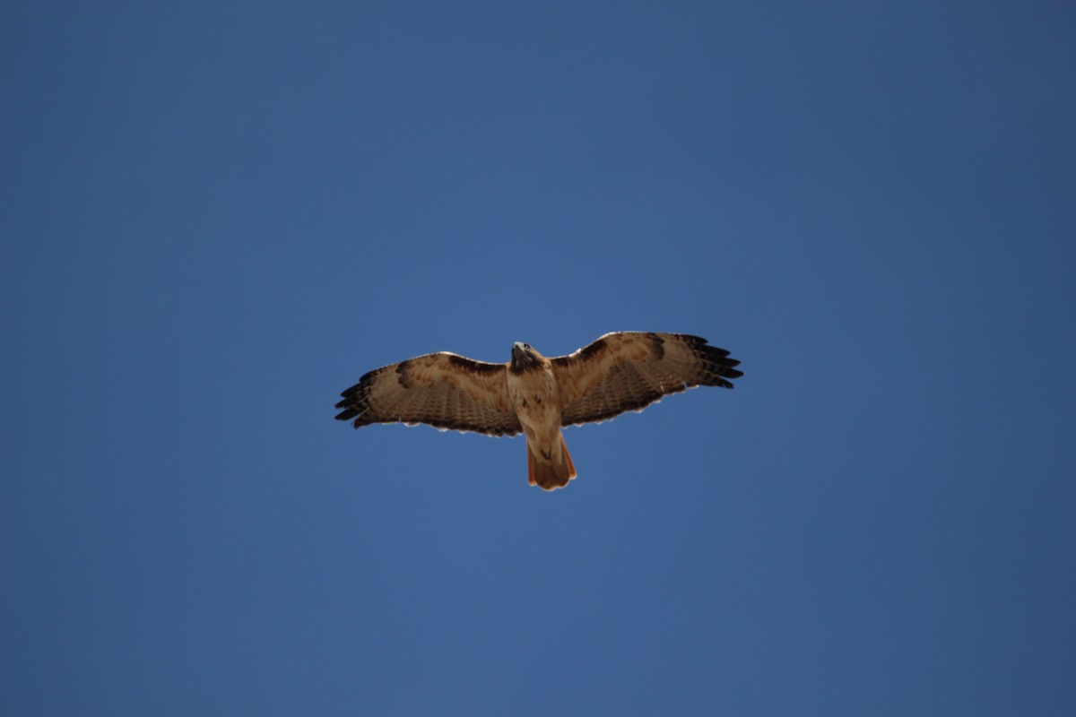 Red-tailed Hawk - ML612980818