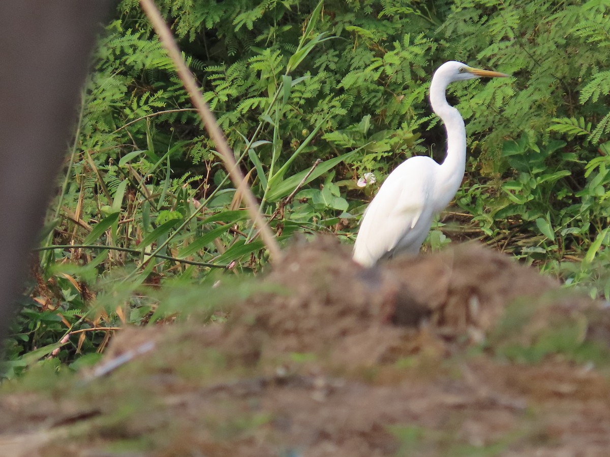 Great Egret - Ute Langner