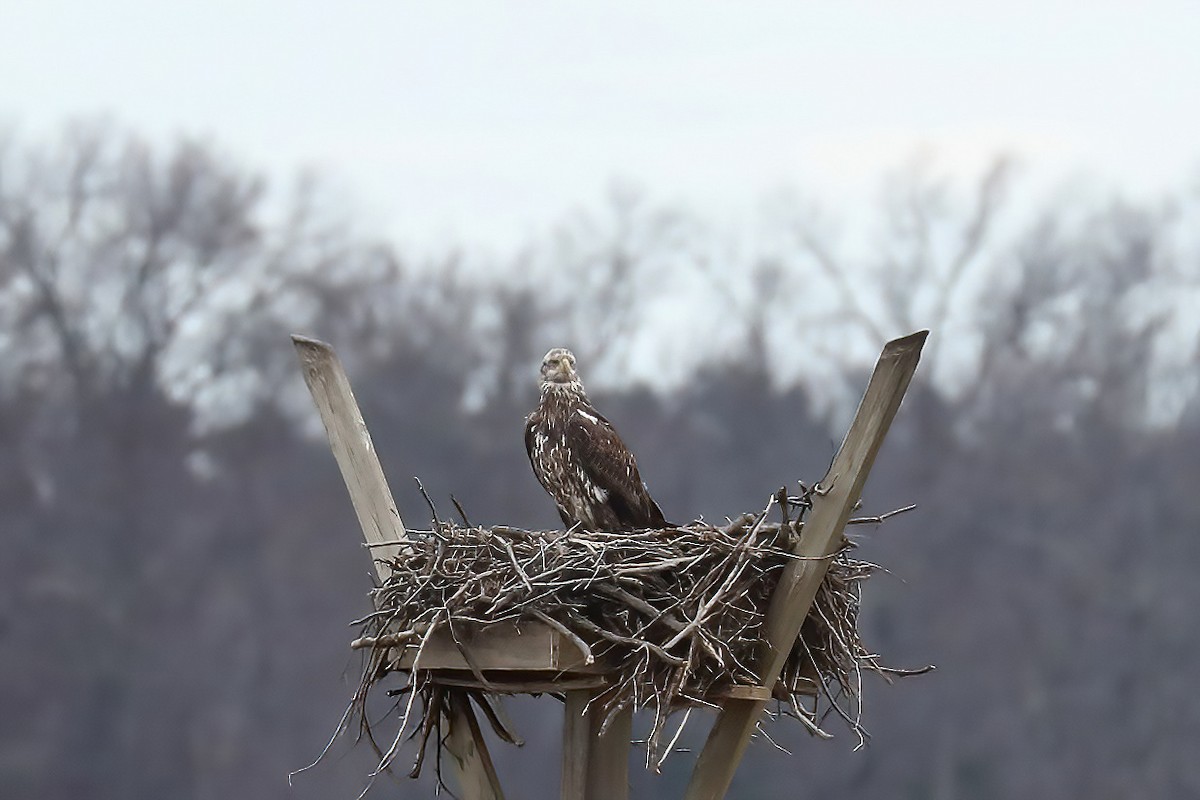 Weißkopf-Seeadler - ML612980837