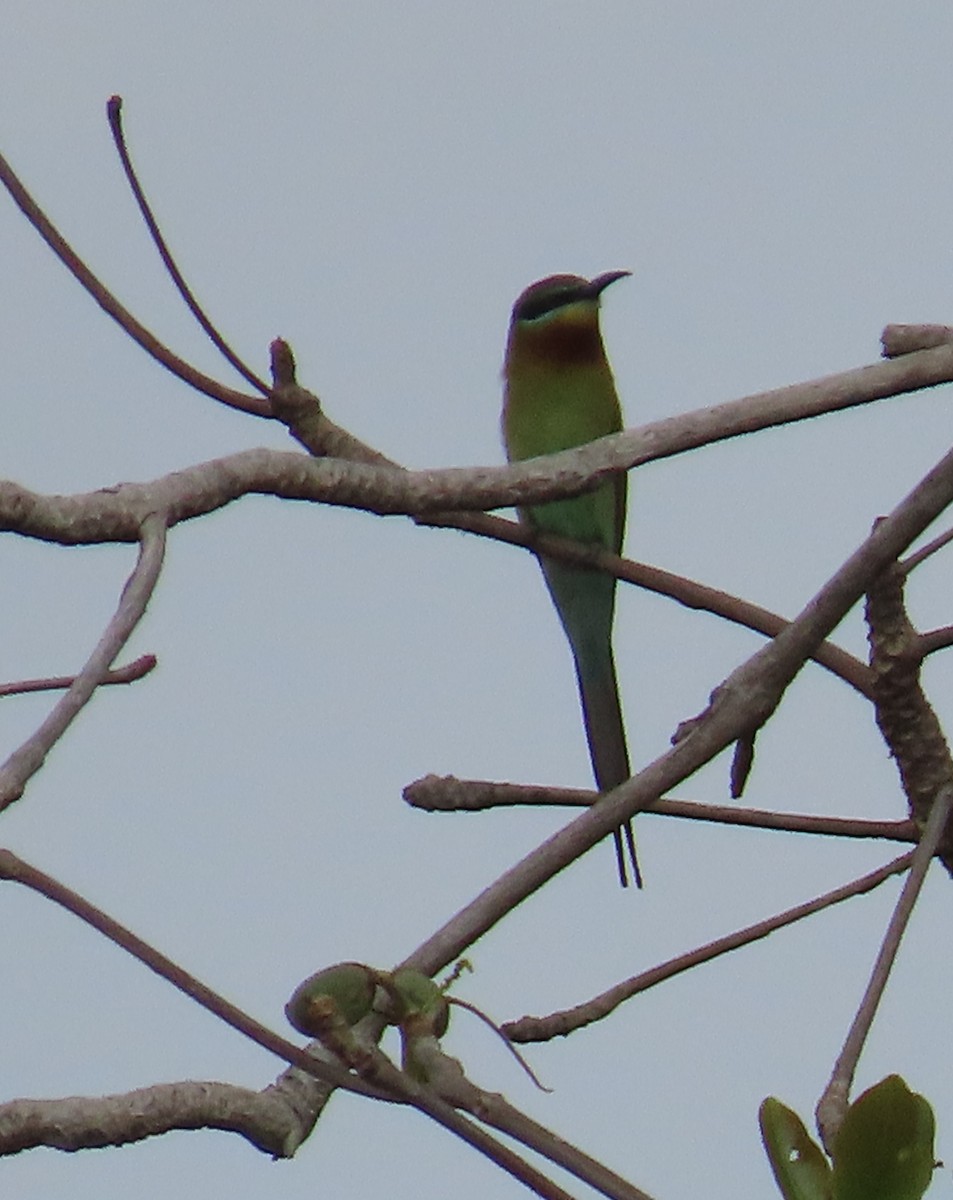 Blue-tailed Bee-eater - ML612980876