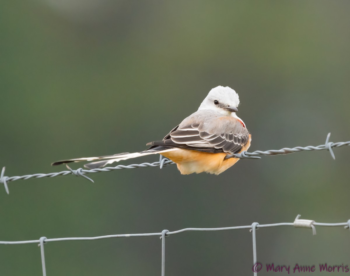 Scissor-tailed Flycatcher - Mary Anne Morris