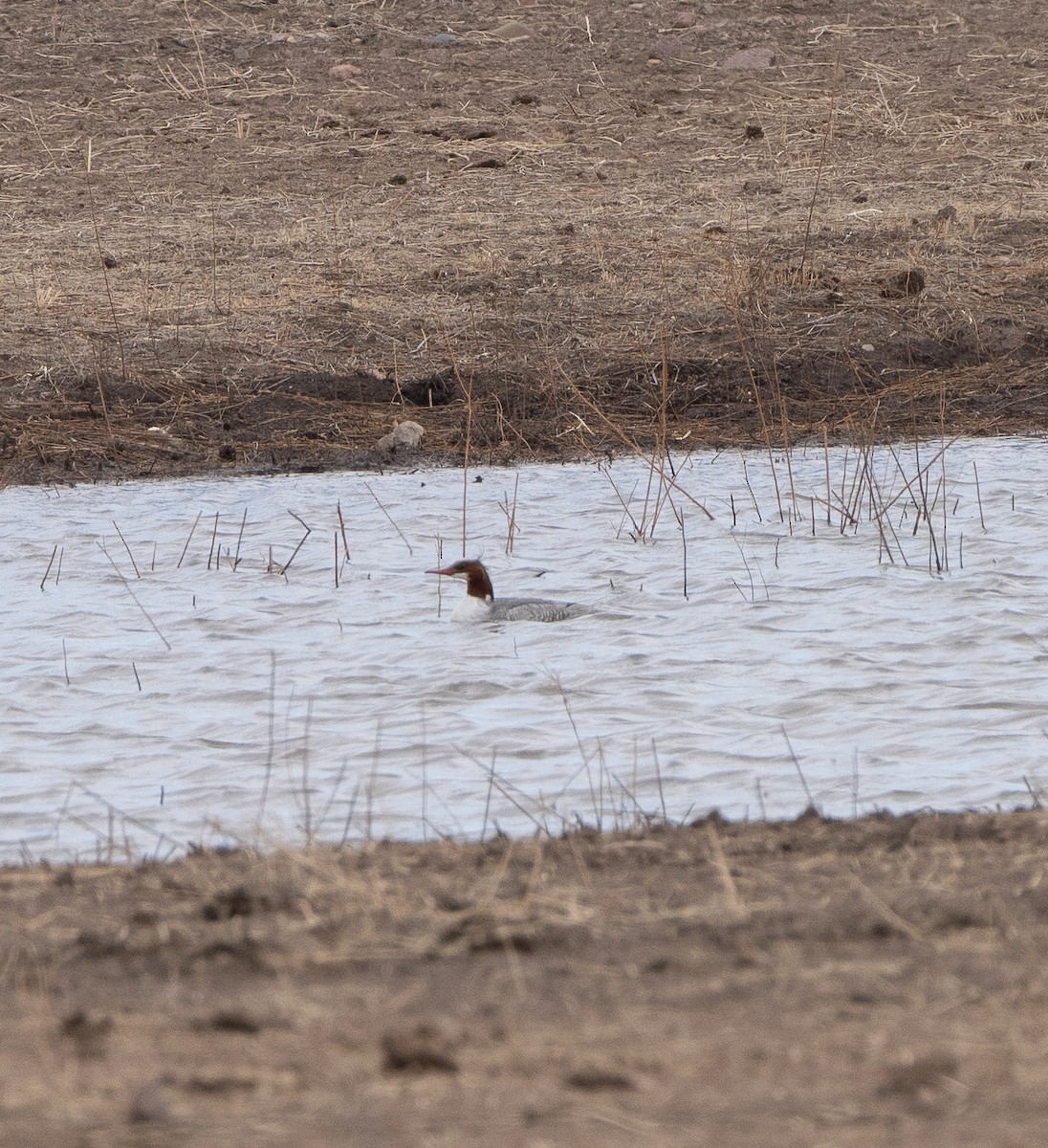 Common Merganser - ML612980933