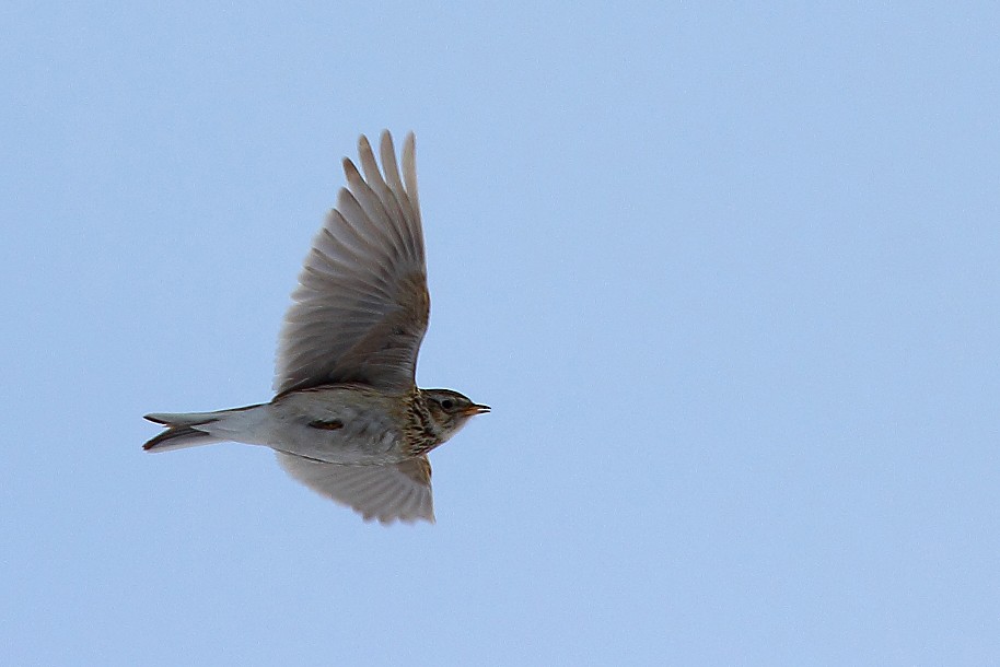 Eurasian Skylark - Oleksandr Nastachenko