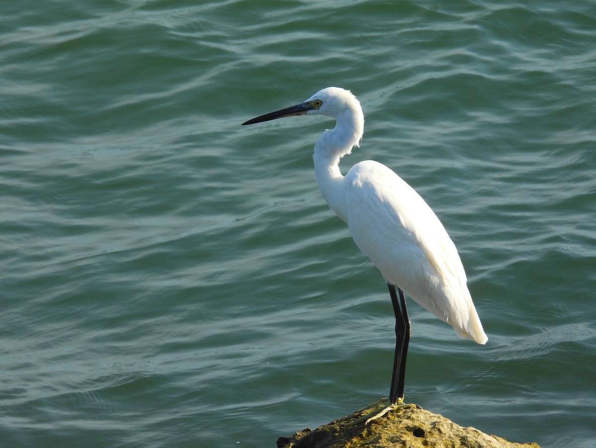 Little Egret - ML612981014