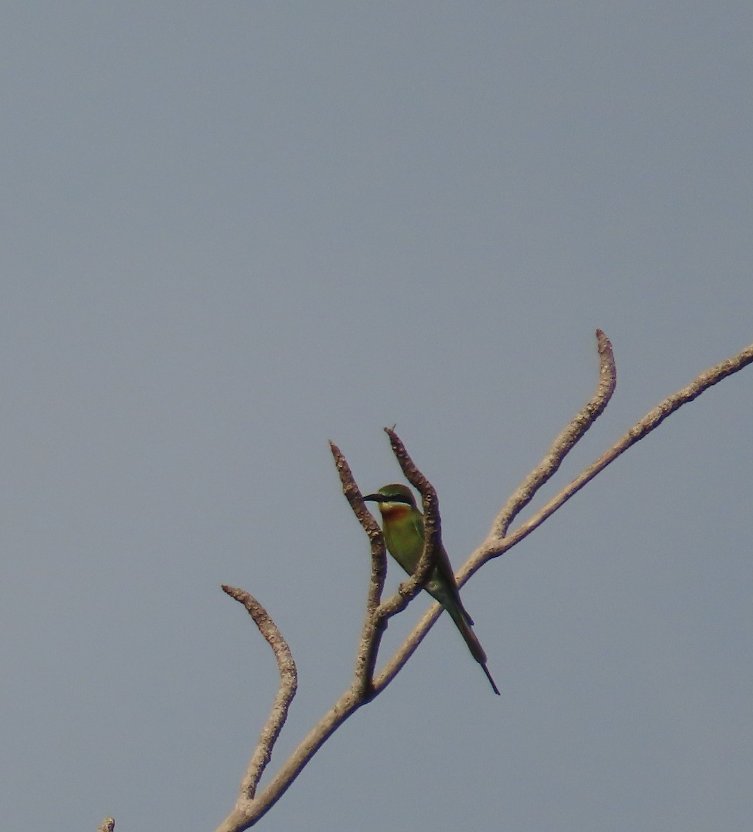 Blue-tailed Bee-eater - ML612981030