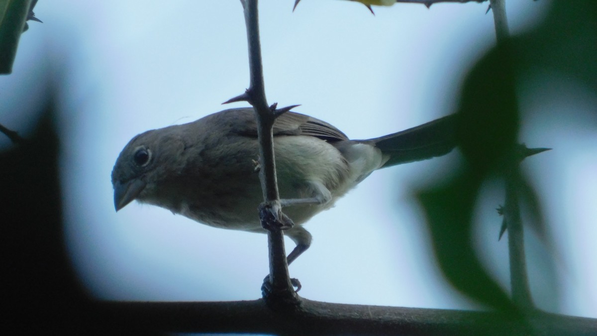 Pileated Finch - ML612981077