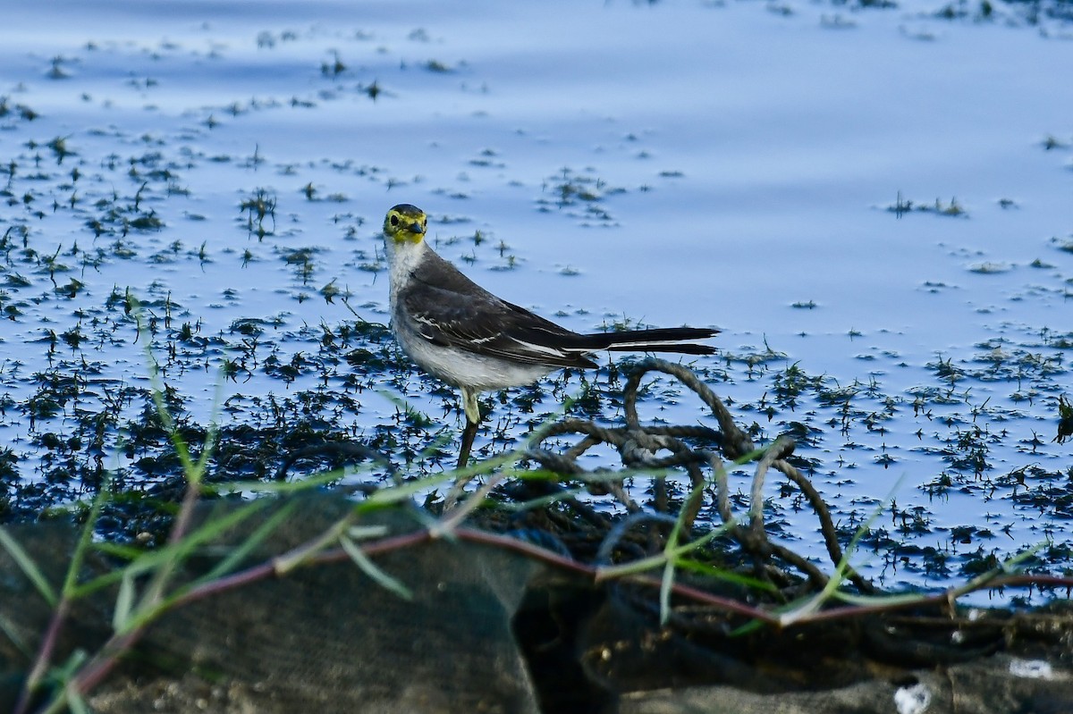 Lavandera Cetrina - ML612981084