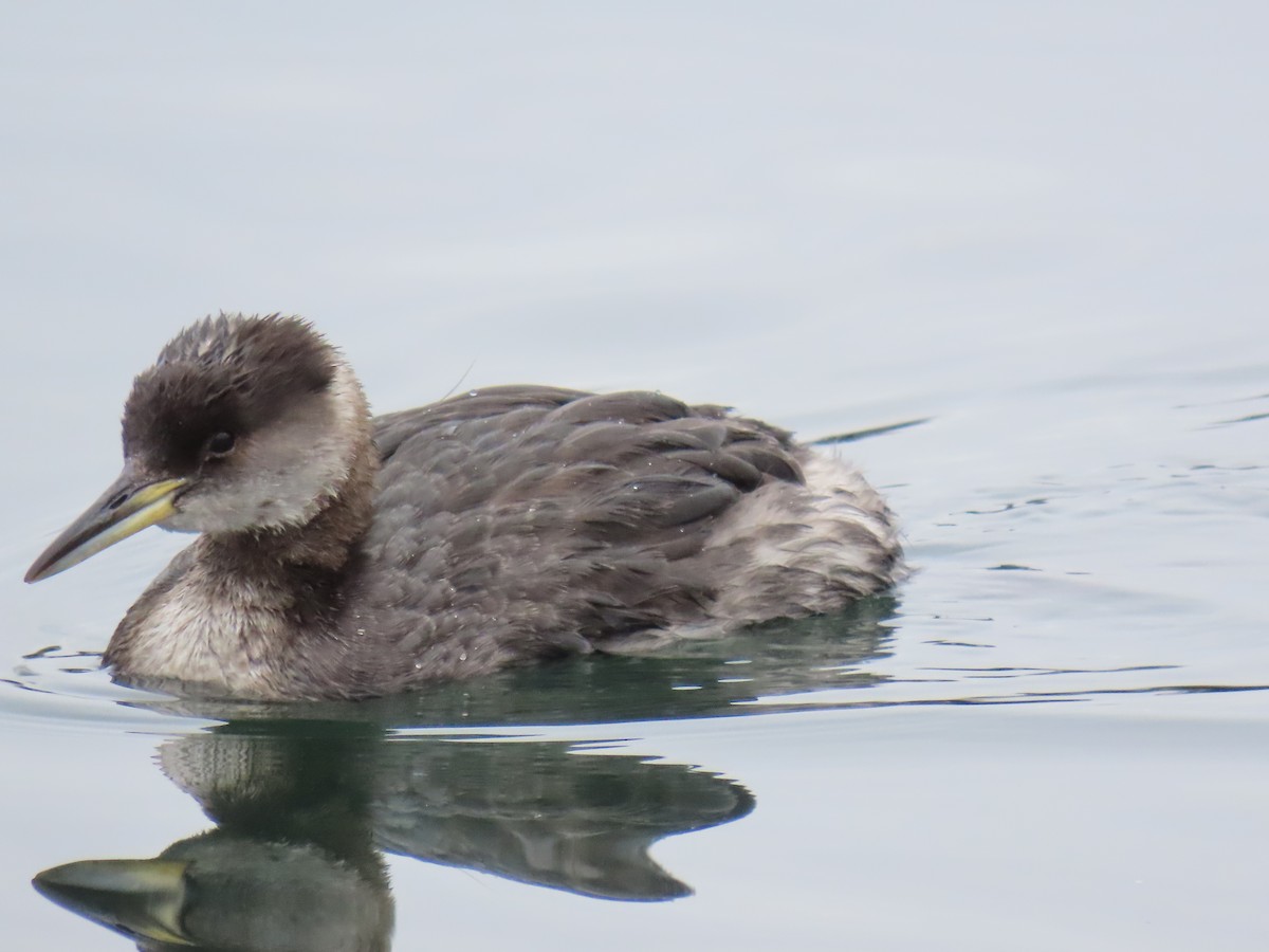 Red-necked Grebe - Greg Keast