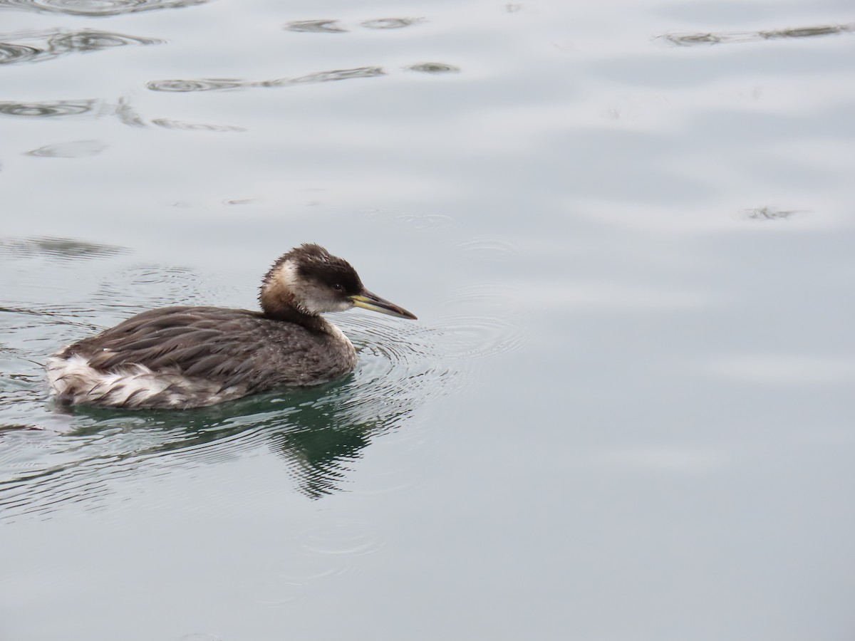 Red-necked Grebe - Greg Keast