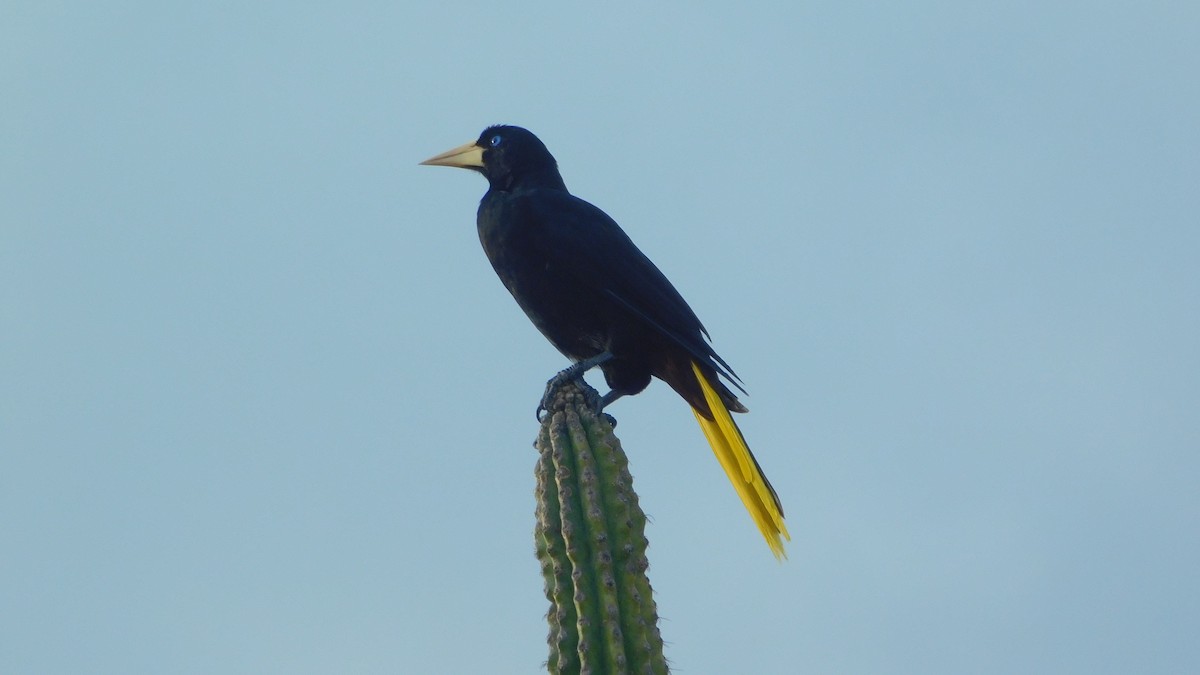 Crested Oropendola - Nima Gallego