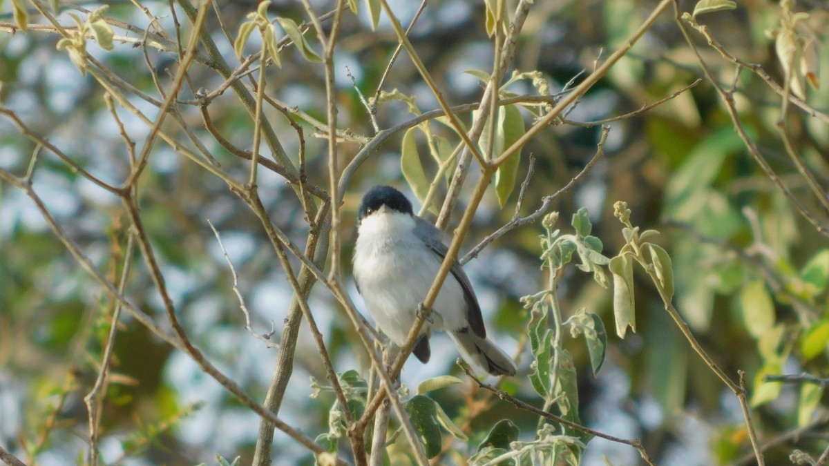 Tropical Gnatcatcher - Nima Gallego