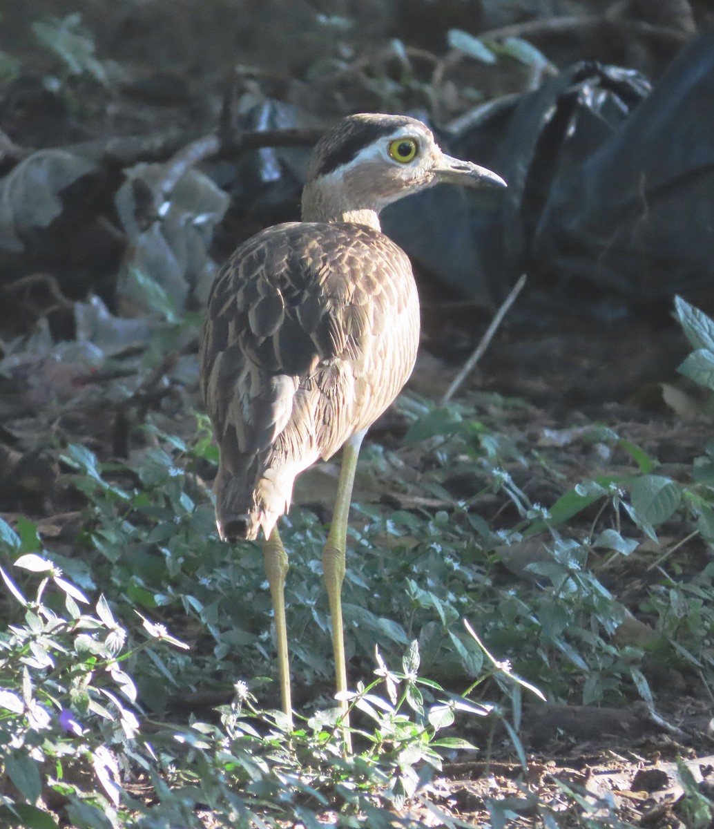 Double-striped Thick-knee - ML612981167