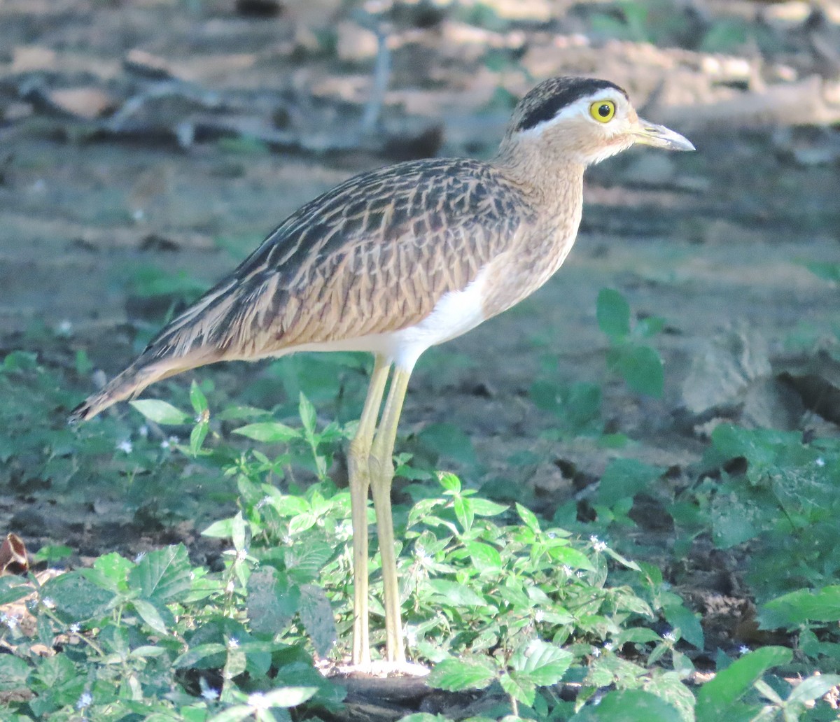 Double-striped Thick-knee - ML612981168