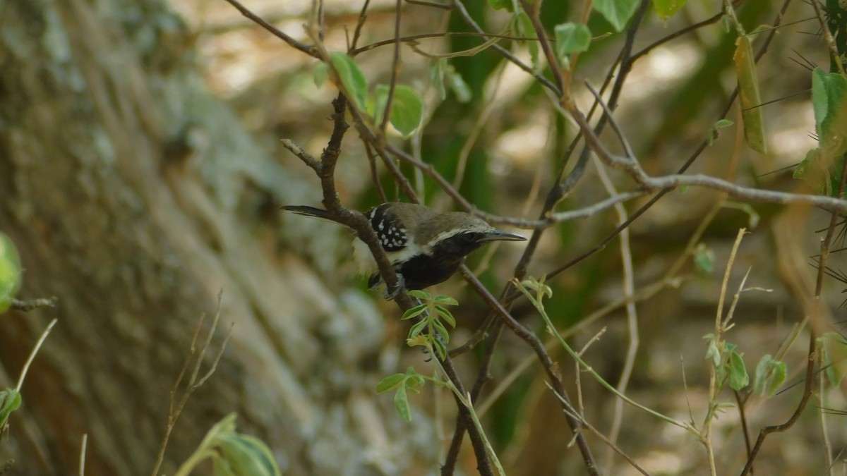 Northern White-fringed Antwren - Nima Gallego