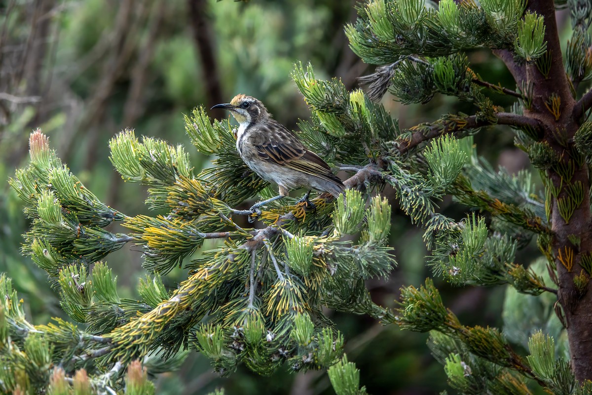 Tawny-crowned Honeyeater - ML612981183