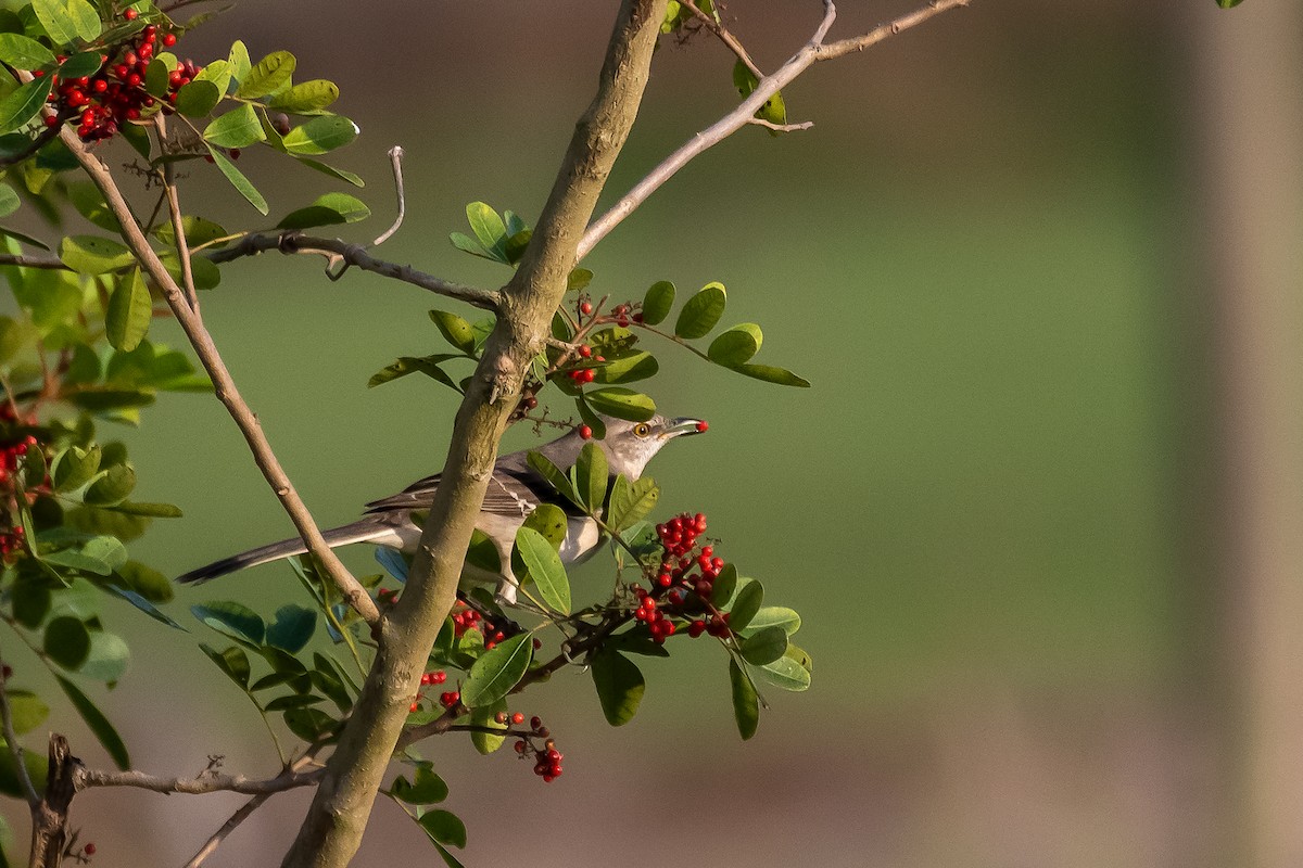 Northern Mockingbird - ML612981206