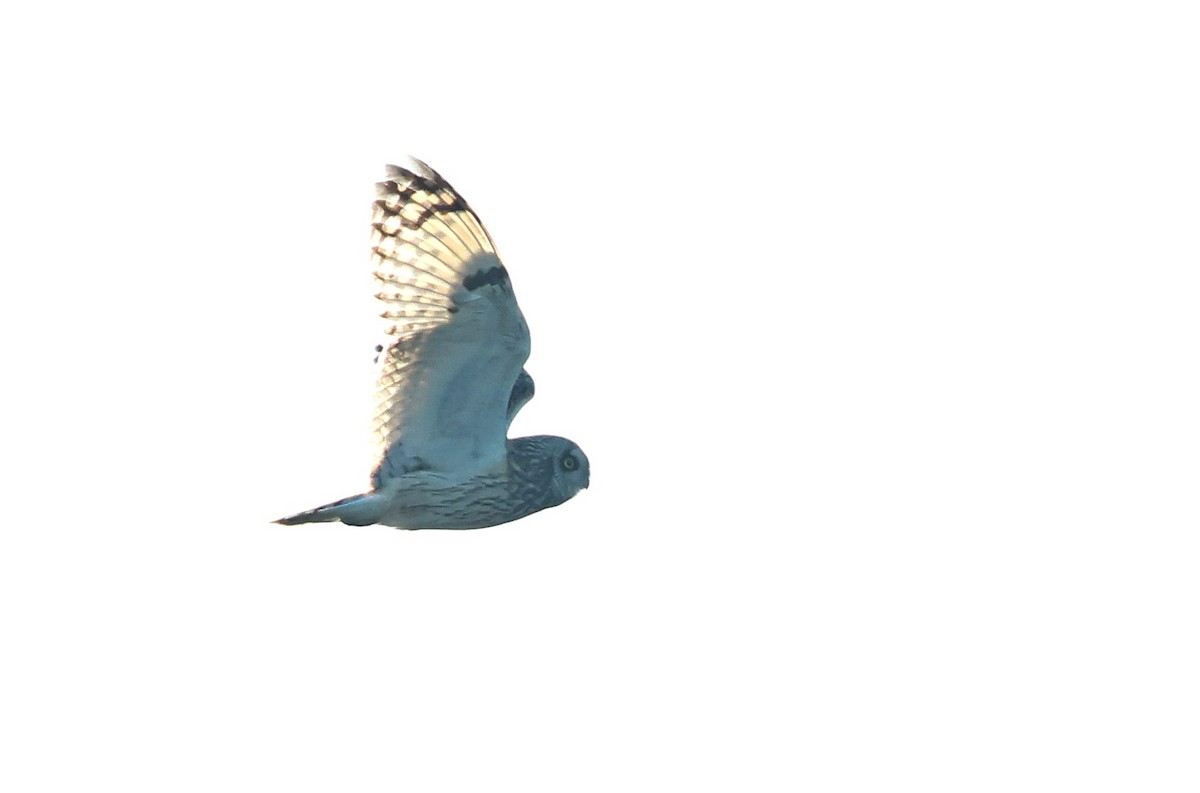 Sumpfohreule - ML612981220