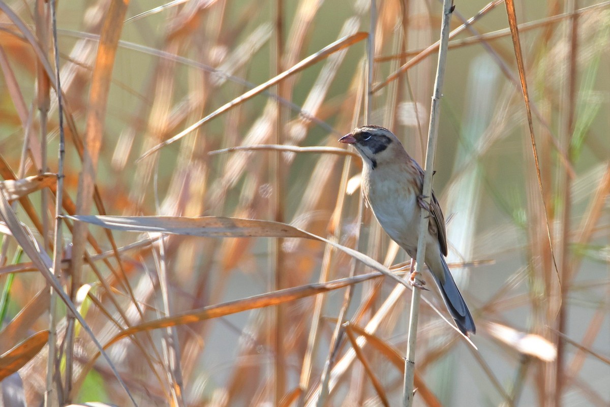 Mandschurenammer - ML612981222